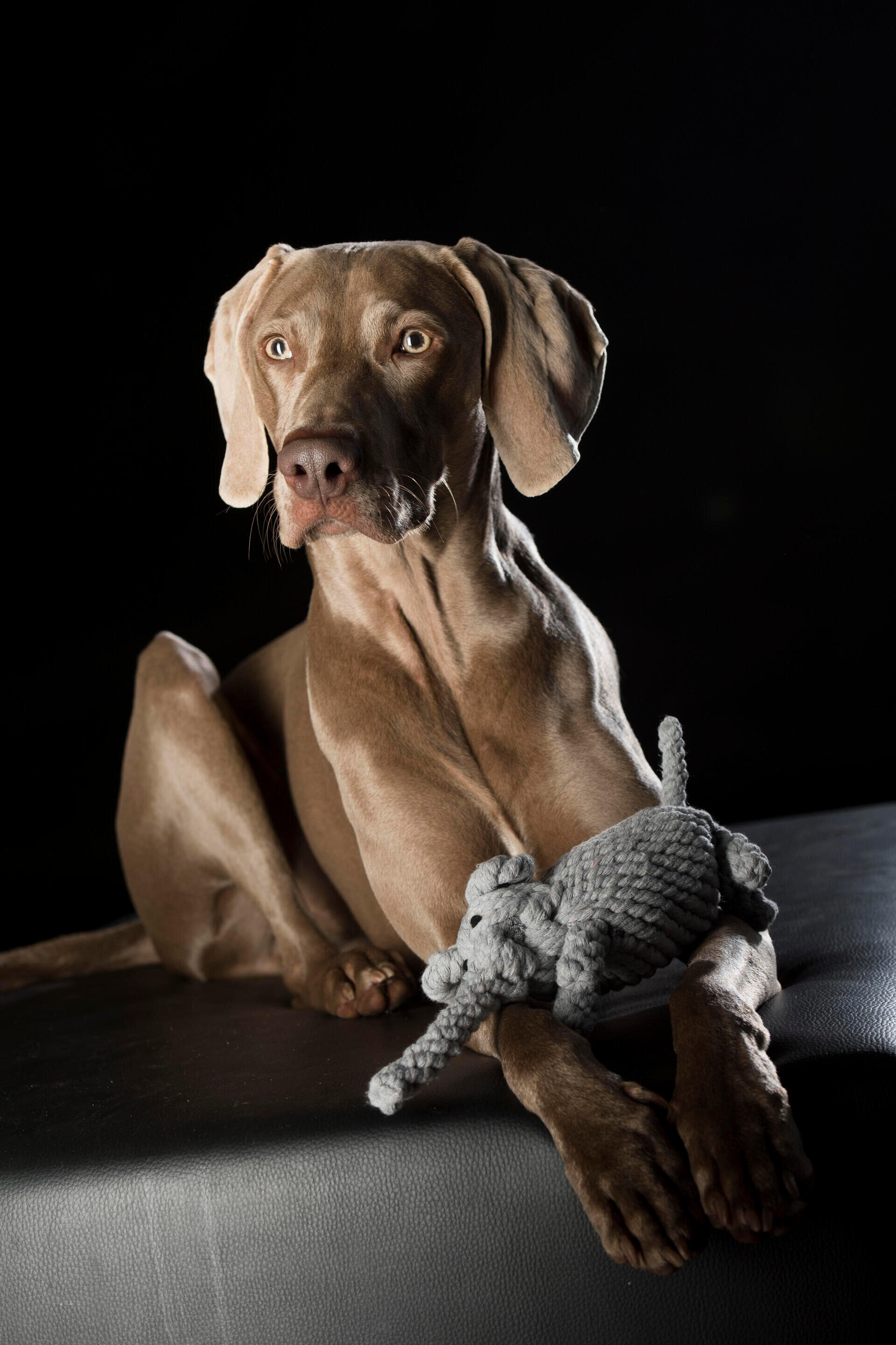 Laboni Elton Elephant Dog Toy - 3
