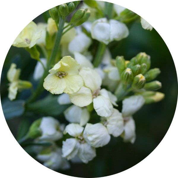 Gyllenlack - Primose Bedder