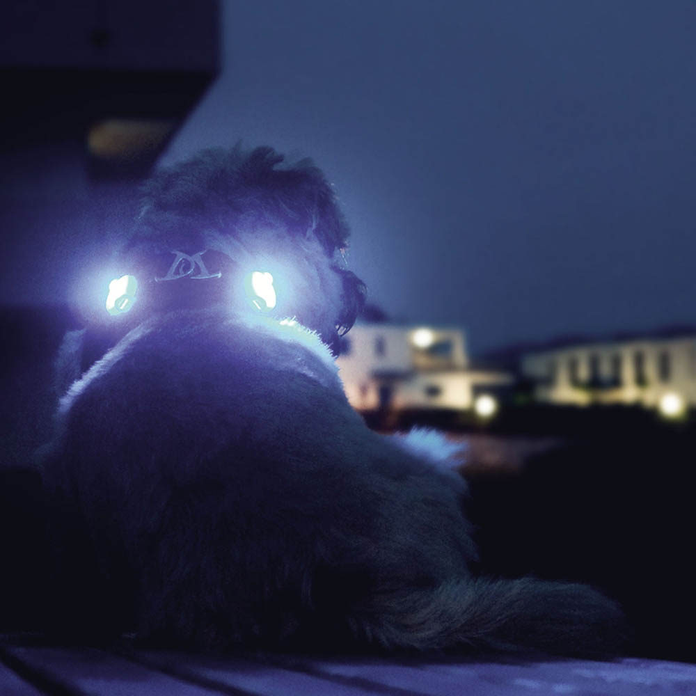 Curli ledlampa till hund turkos röd eller svar