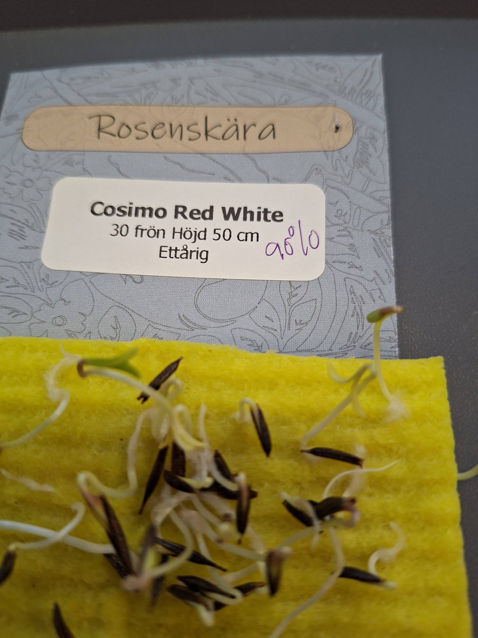 Rosenskära Cosimo Red White  30 frö   - 2