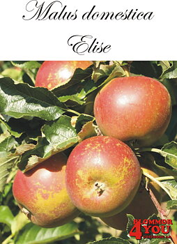 Äpple M.dom Elise   (CAC) MM111    Stam 2-års A-kv Co/Pack Co