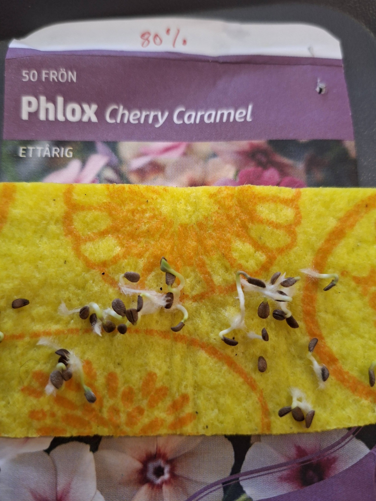Phlox Drummondii Cherry Caramel 50 frö   - 4