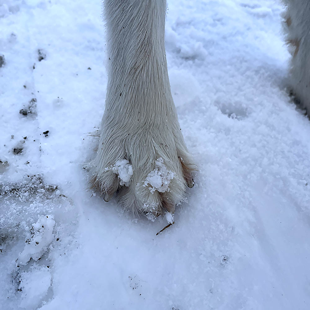 Snö mellan tårna trampdynor på hund