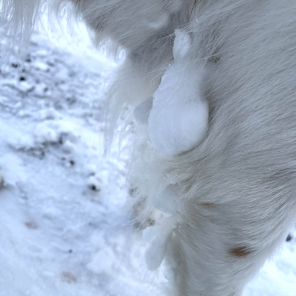 Paw lotion - spray mot snö i pälsen - 3