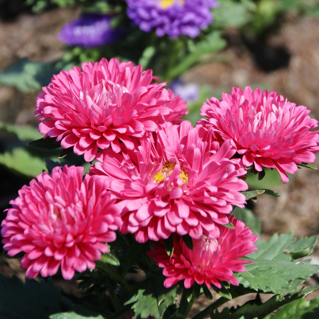 Sommaraster - Tall Princess Coppery Scarlet