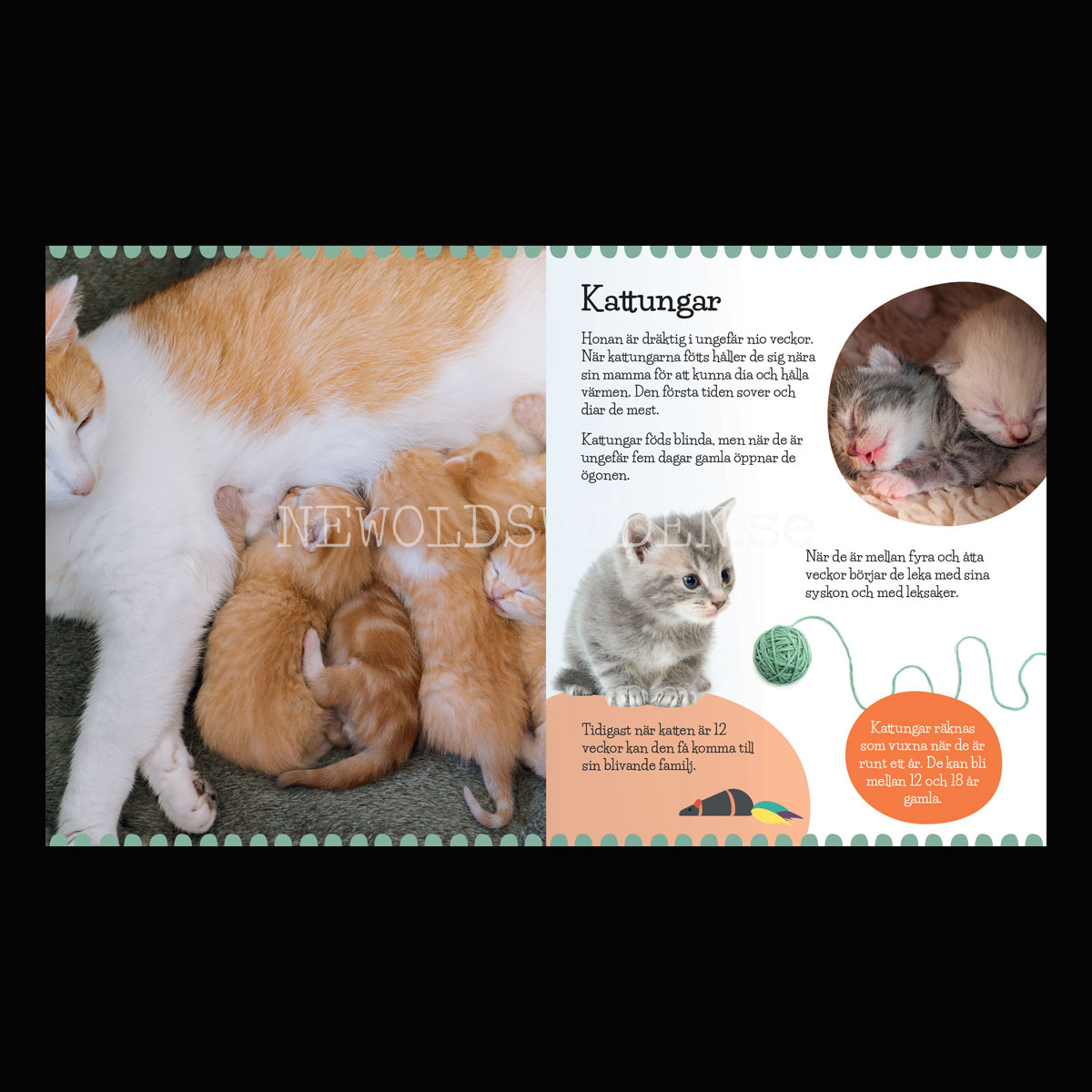 Mina djurvänner KATTEN - KÄRNAN MINIBÖCKER - MB206 - 2