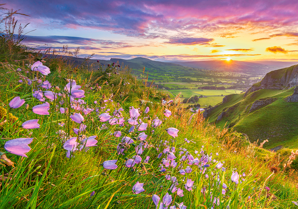 Harebells at Sunrise, puslespil med 500 brikker (B-53681)