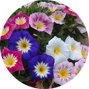 Purpurvinda - Minor Mix