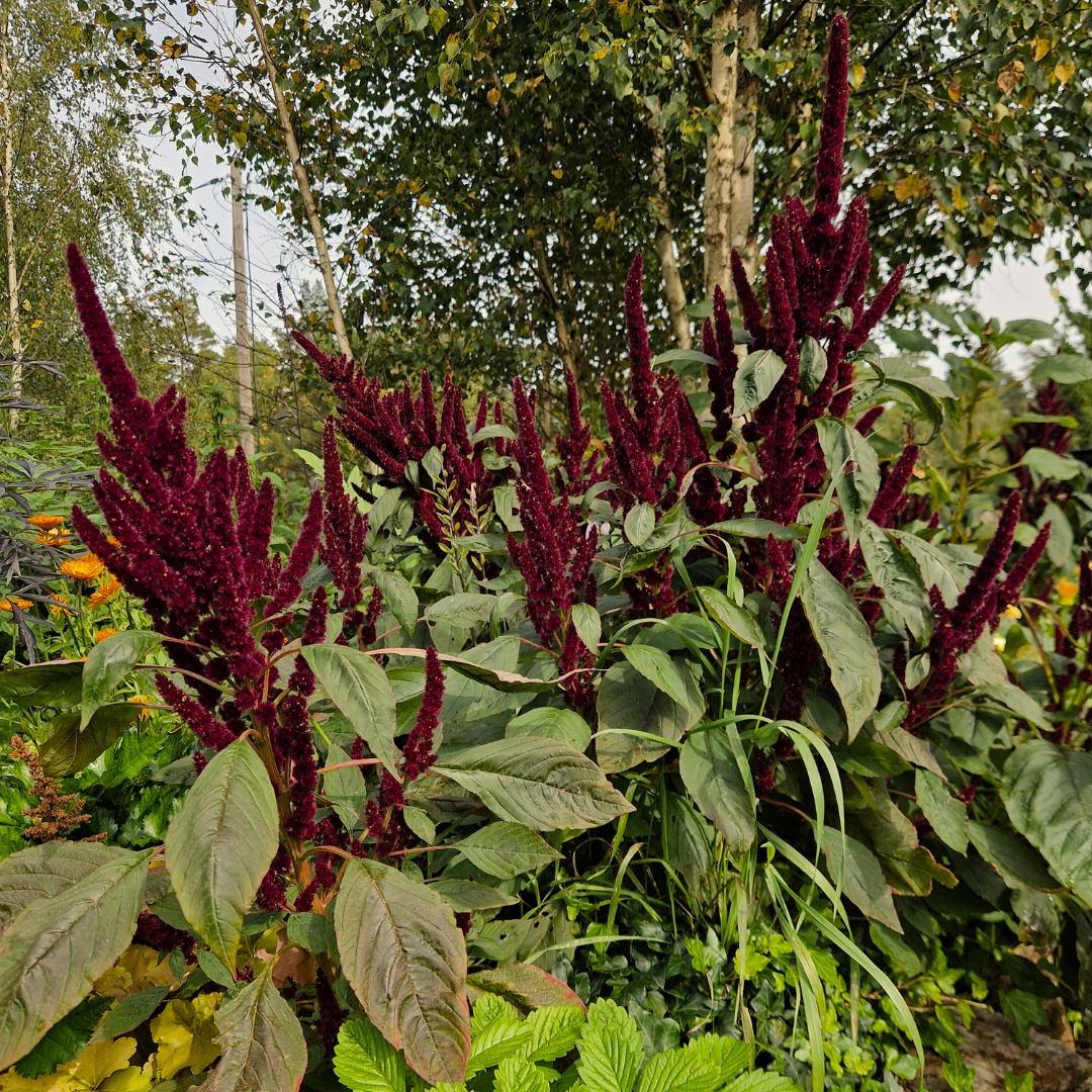 Toppamarant - Pygmy Torch