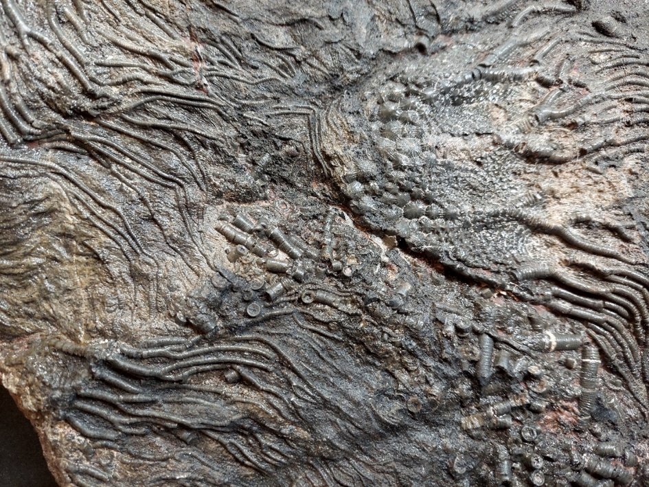 Svart  Camerat Crinoid Fossil Platta - 2