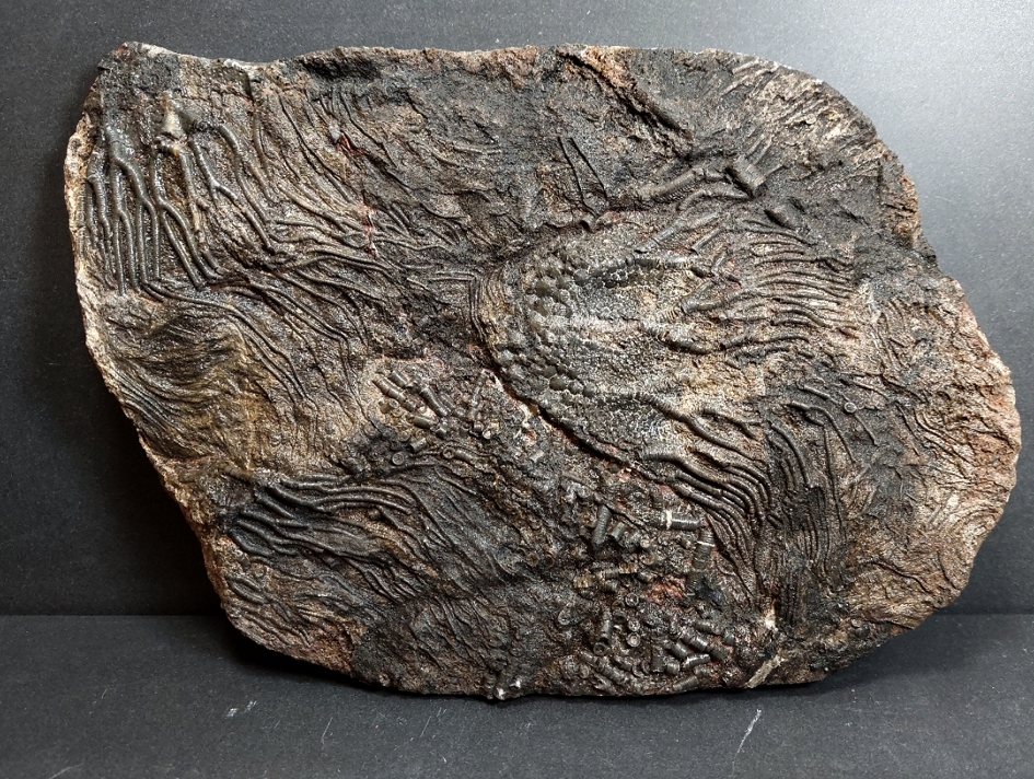 Svart  Camerat Crinoid Fossil Platta
