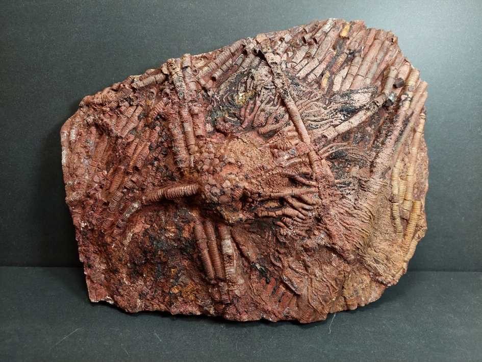 Röd  Scyphocrinit Camerat Crinoid Fossil Platta
