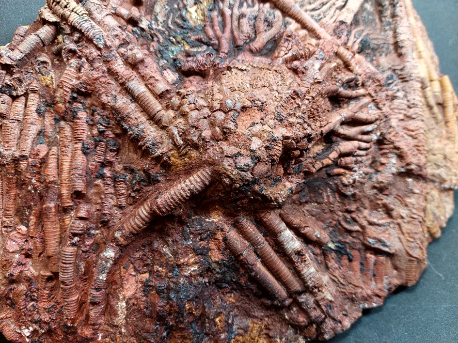 Röd  Scyphocrinit Camerat Crinoid Fossil Platta - 2