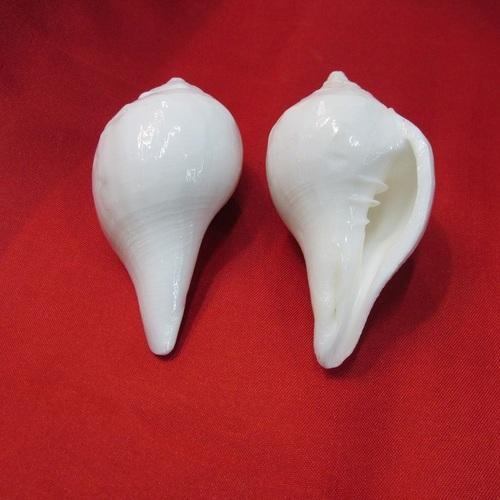 Blås-Shankh (Snäcka), Vamavarti-ca 15cm - 2