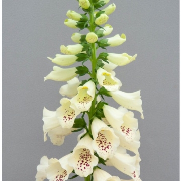 Fingerborgsblomma Dottie Cream 12 frö  