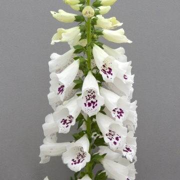 Fingerborgsblomma Dottie White 12 frö 