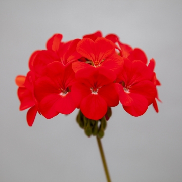 Pelargon "Horizon Shadow  Red" F1 5 frö  