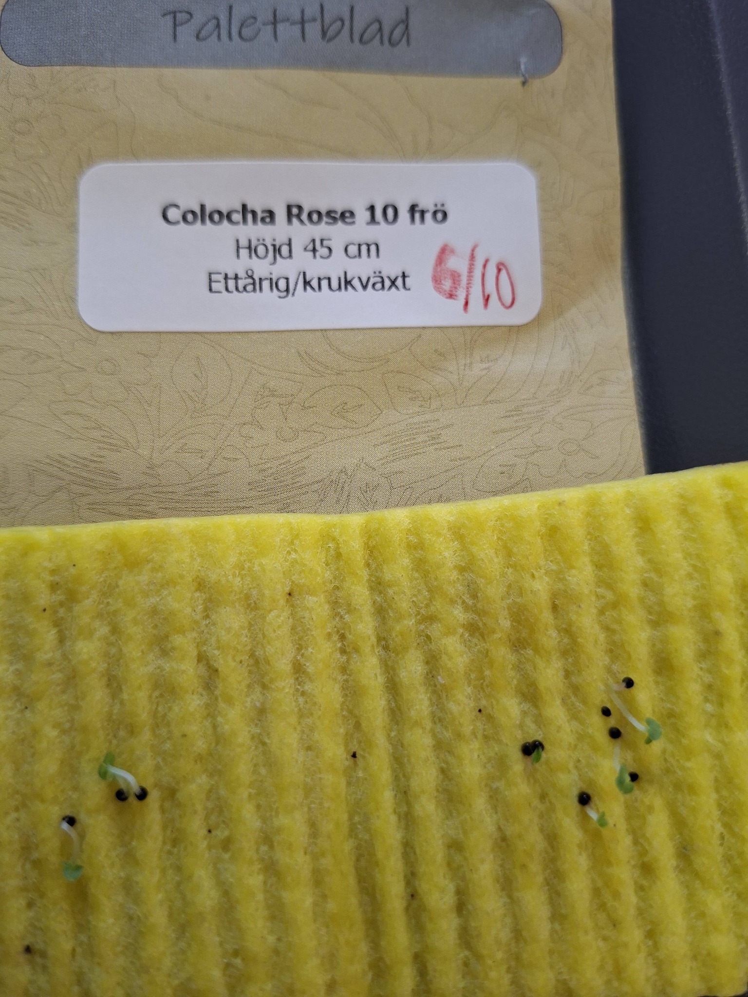 Palettblad "Colocha Rose" 10 frön   - 2
