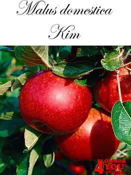 Äpple M.dom Kim   (CAC) A2    Stam 2-års A-kv Co/Pack Co