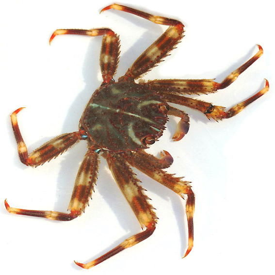 Percnon gibbesi (reef safe)