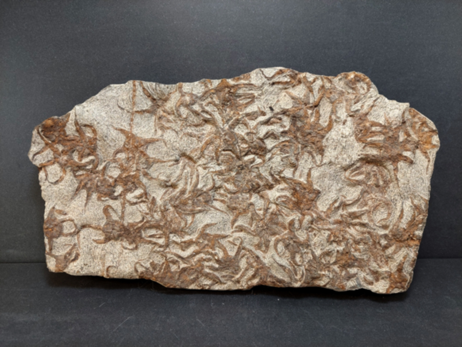 Sjöstjärna Fossil Platta - 35cm