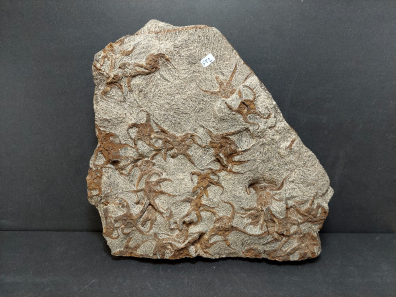 Sjöstjärna Fossil Platta - 30cm - 2