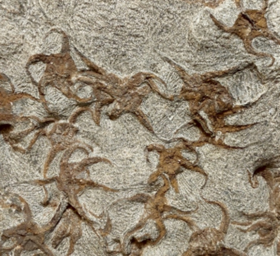 Sjöstjärna Fossil Platta - 30cm - 3