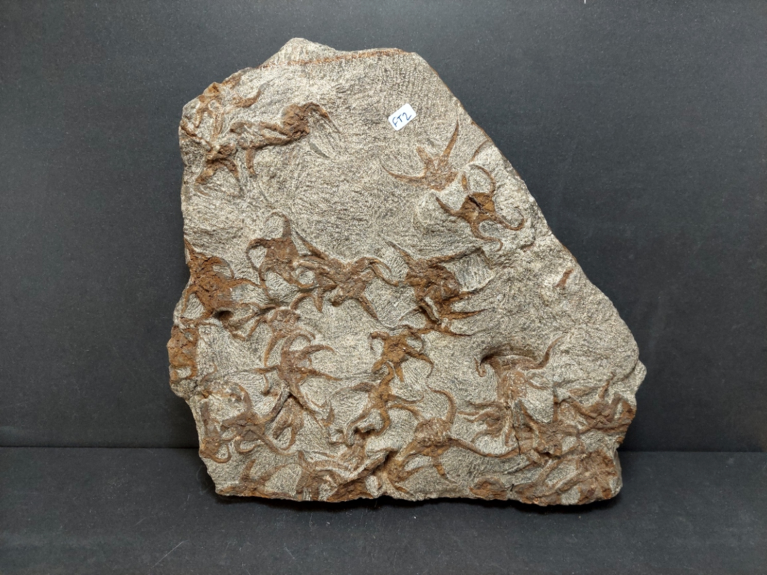 Sjöstjärna Fossil Platta - 30cm