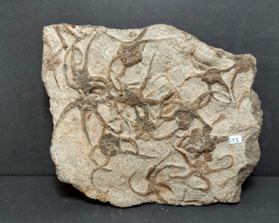 Sjöstjärna Fossil Platta - 23m - 2