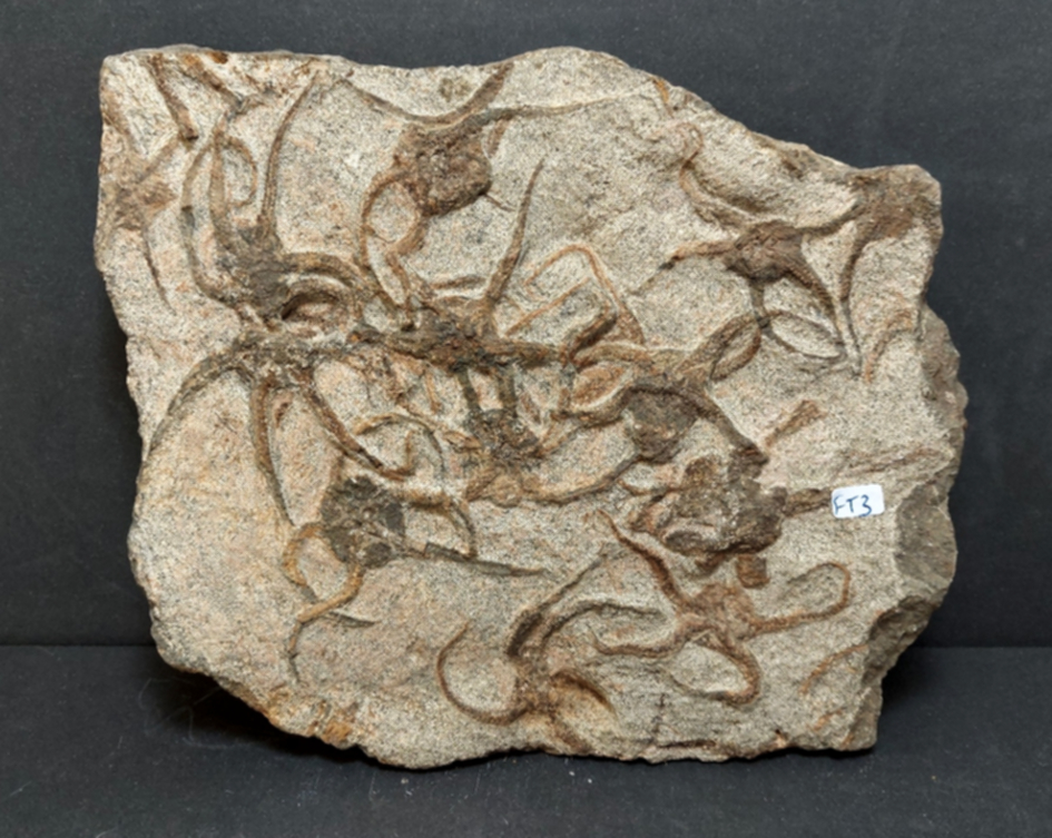 Sjöstjärna Fossil Platta - 23m