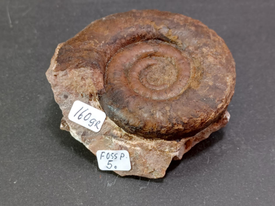 Röd Ammonit Fossil i Grundsten