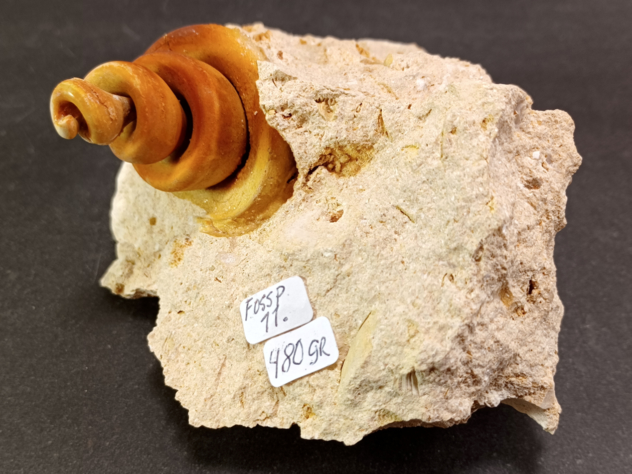 Gastropad ( Förstenat sjönäcka)  Fossil i Grundsten