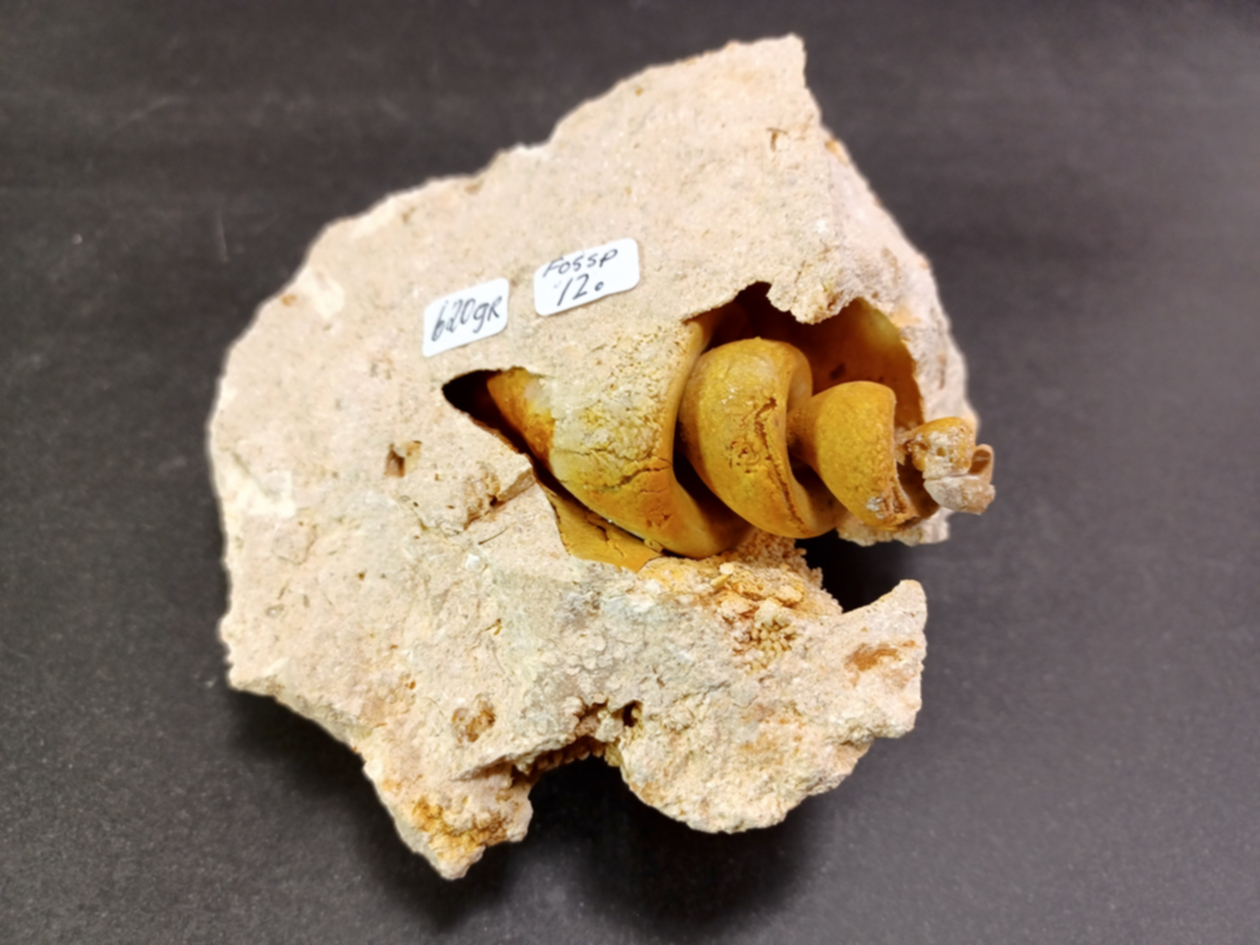 Gastropad ( Förstenat sjönäcka)  Fossil i Grundsten