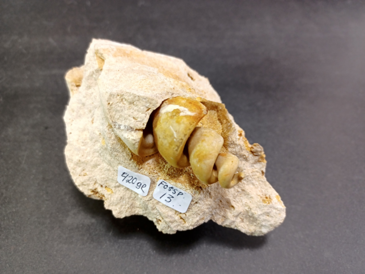Gastropad ( Förstenat sjönäcka)  Fossil i Grundsten