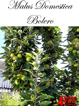 Pelarträd Äpple  M.dom Bolero   (CAC) MM111    Pelarträd 2-års Co