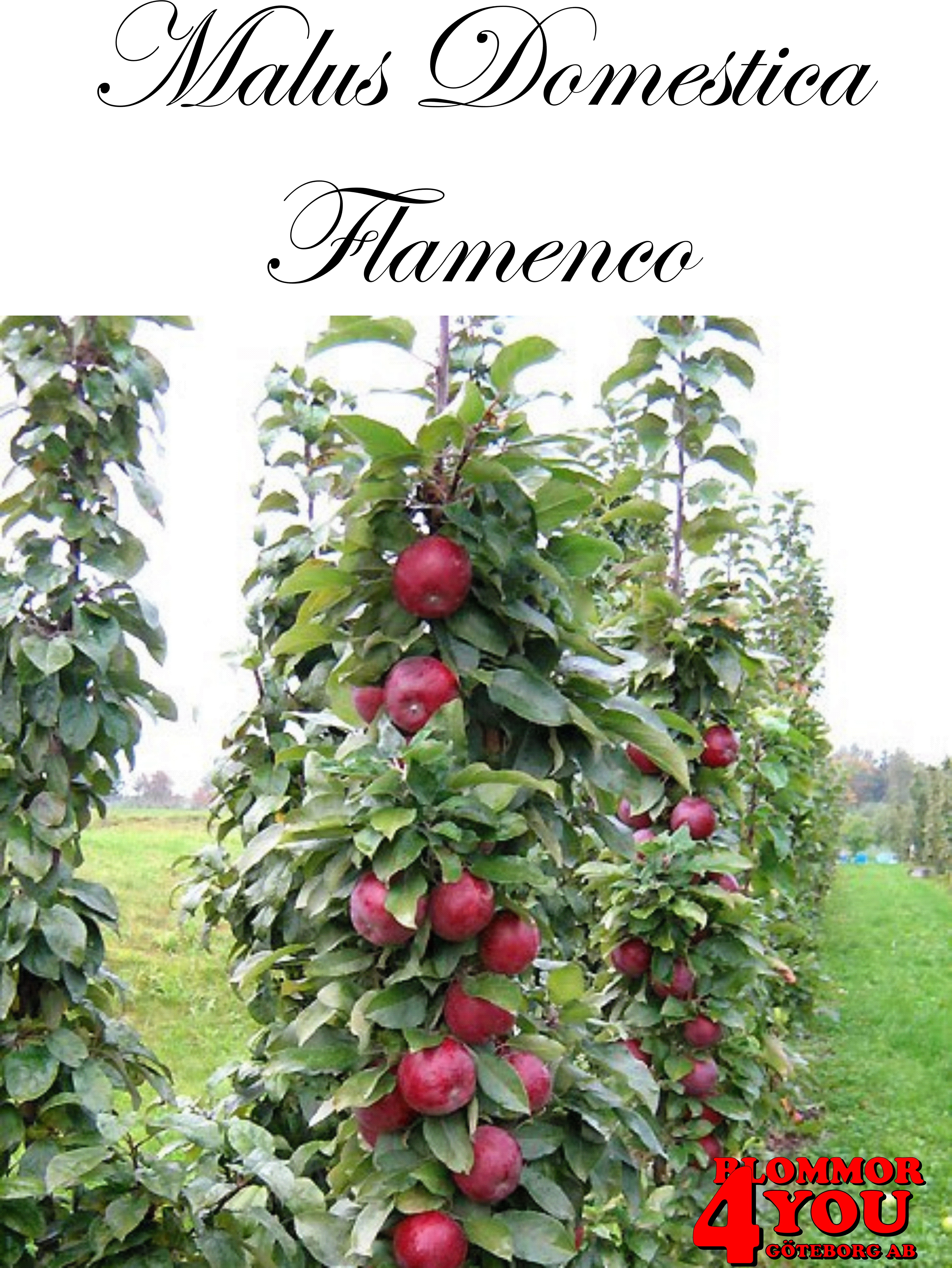 Pelarträd Äpple  M.dom Flamenco   (CAC) MM111   Pelarträd 2-års Co