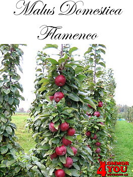 Pelarträd Äpple  M.dom Flamenco   (CAC) MM111   Pelarträd 2-års Co