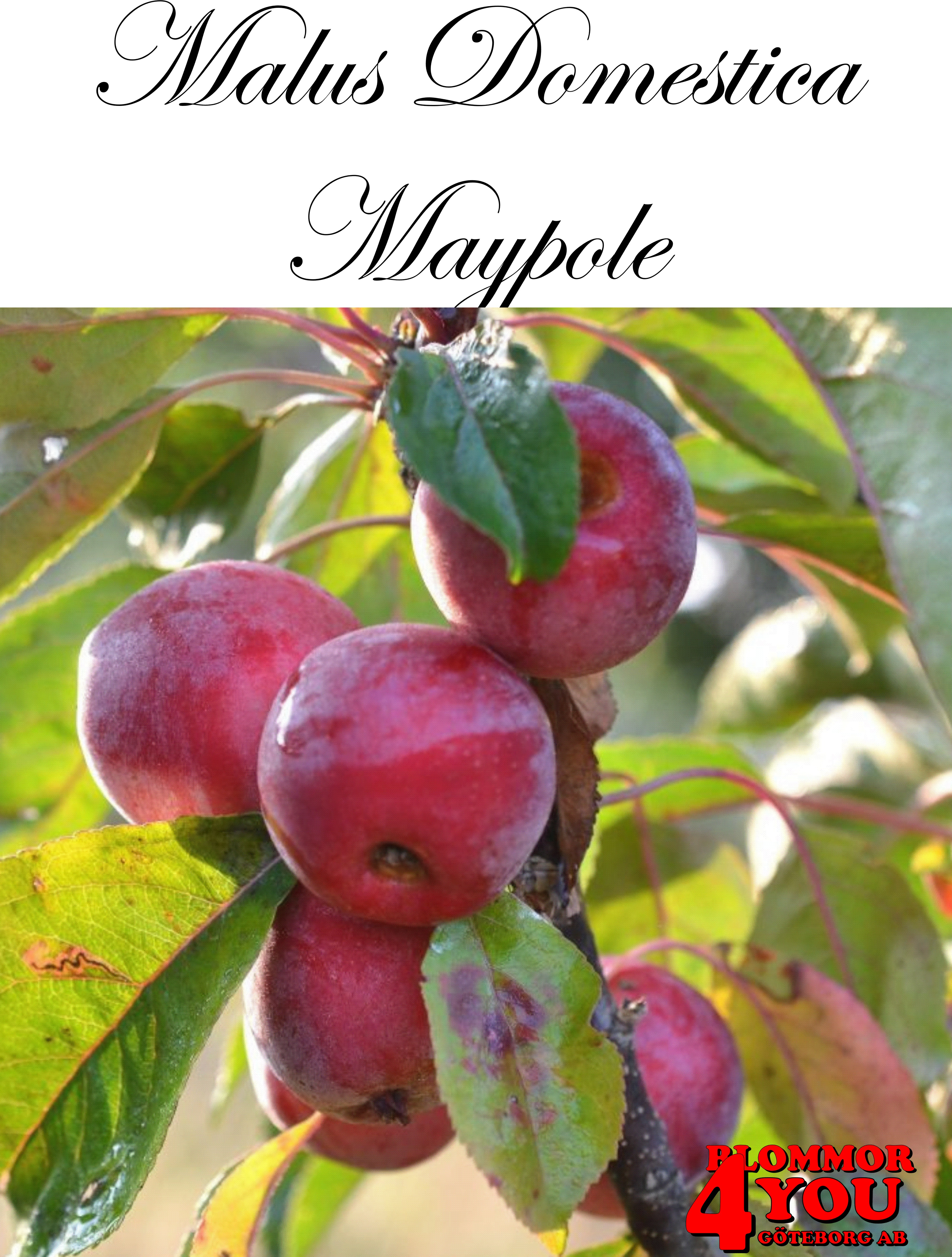 Pelarträd Äpple  M.dom Maypole (CAC) MM111   Pelarträd 2-års Co