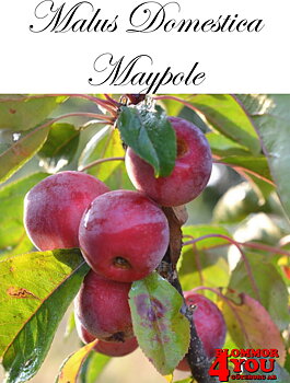 Pelarträd Äpple  M.dom Maypole (CAC) MM111   Pelarträd 2-års Co