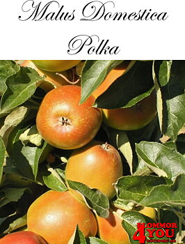 Pelarträd Äpple  M.dom Polka   (CAC) MM111   Pelarträd 2-års Co