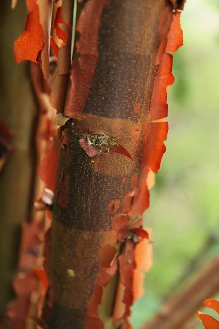 Acer griseum/kopparlönn  Busk 60-80 Co - 4