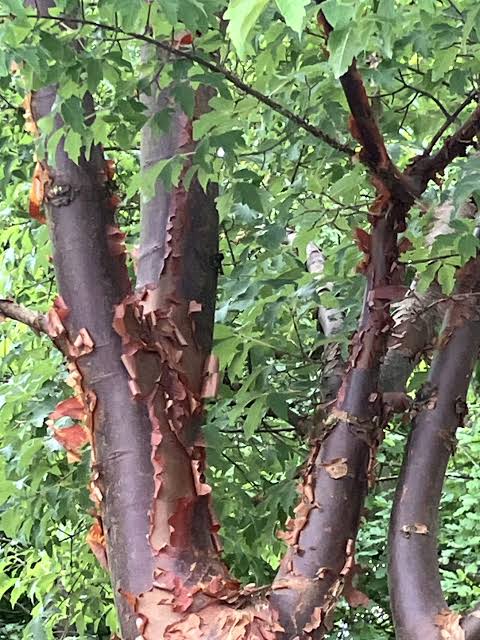 Acer griseum/kopparlönn  Busk 60-80 Co - 3