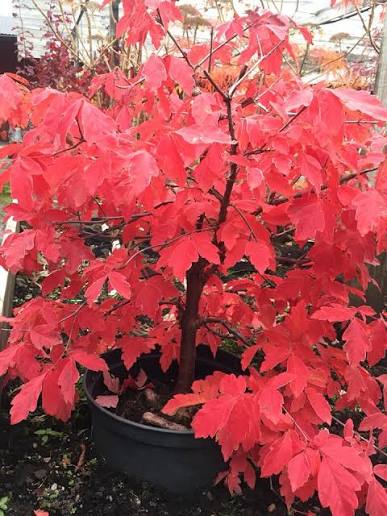 Acer griseum/kopparlönn  Busk 60-80 Co - 2