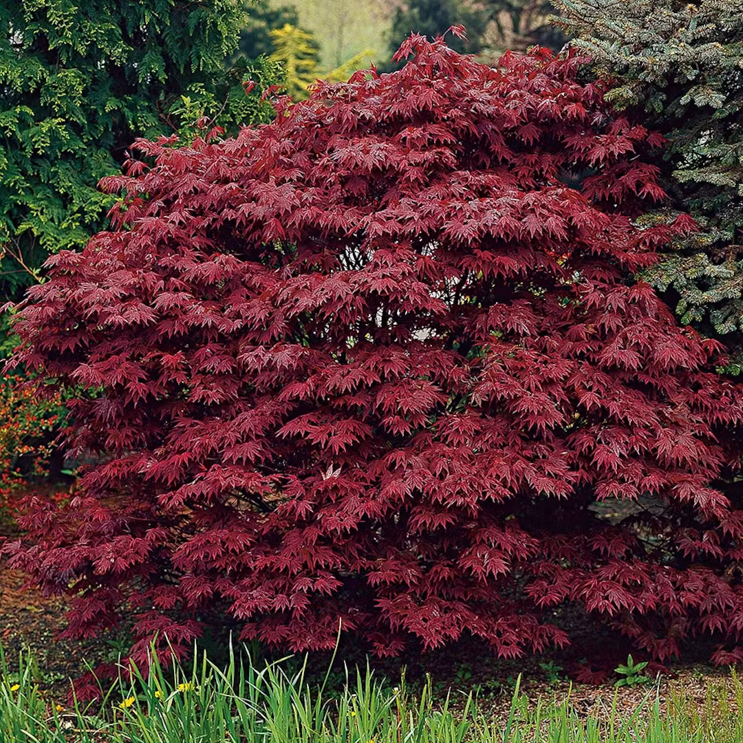 Acer palmatum Atropurpureum Busk 50-60 Co - 3