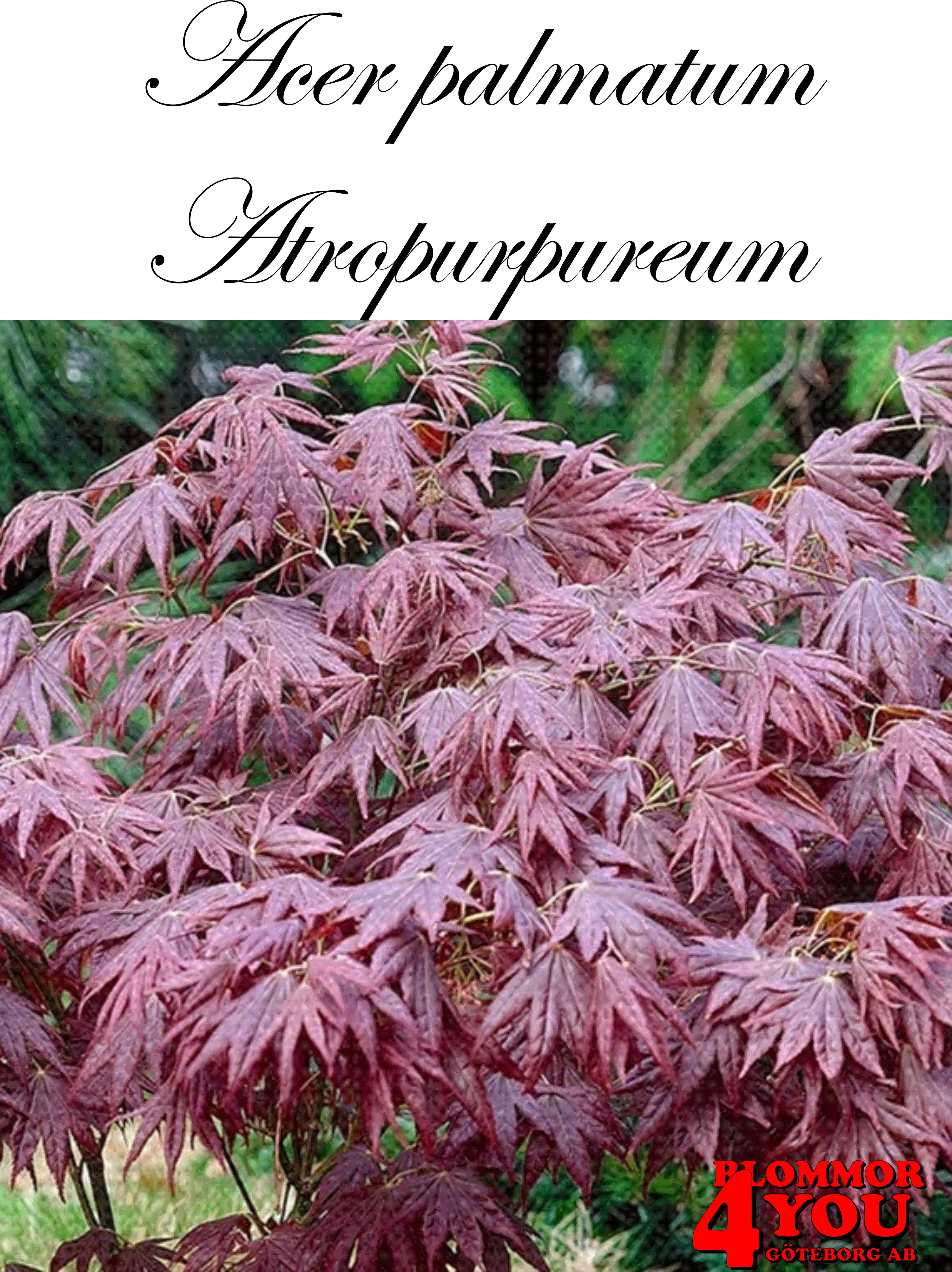 Acer palmatum Atropurpureum Busk 50-60 Co