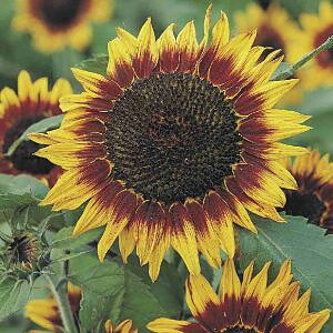 Solros Floristan