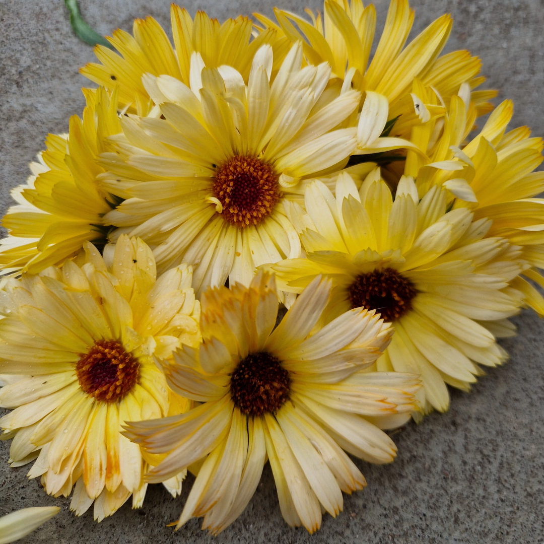 Ringblomma - Lemon Beauty - 4