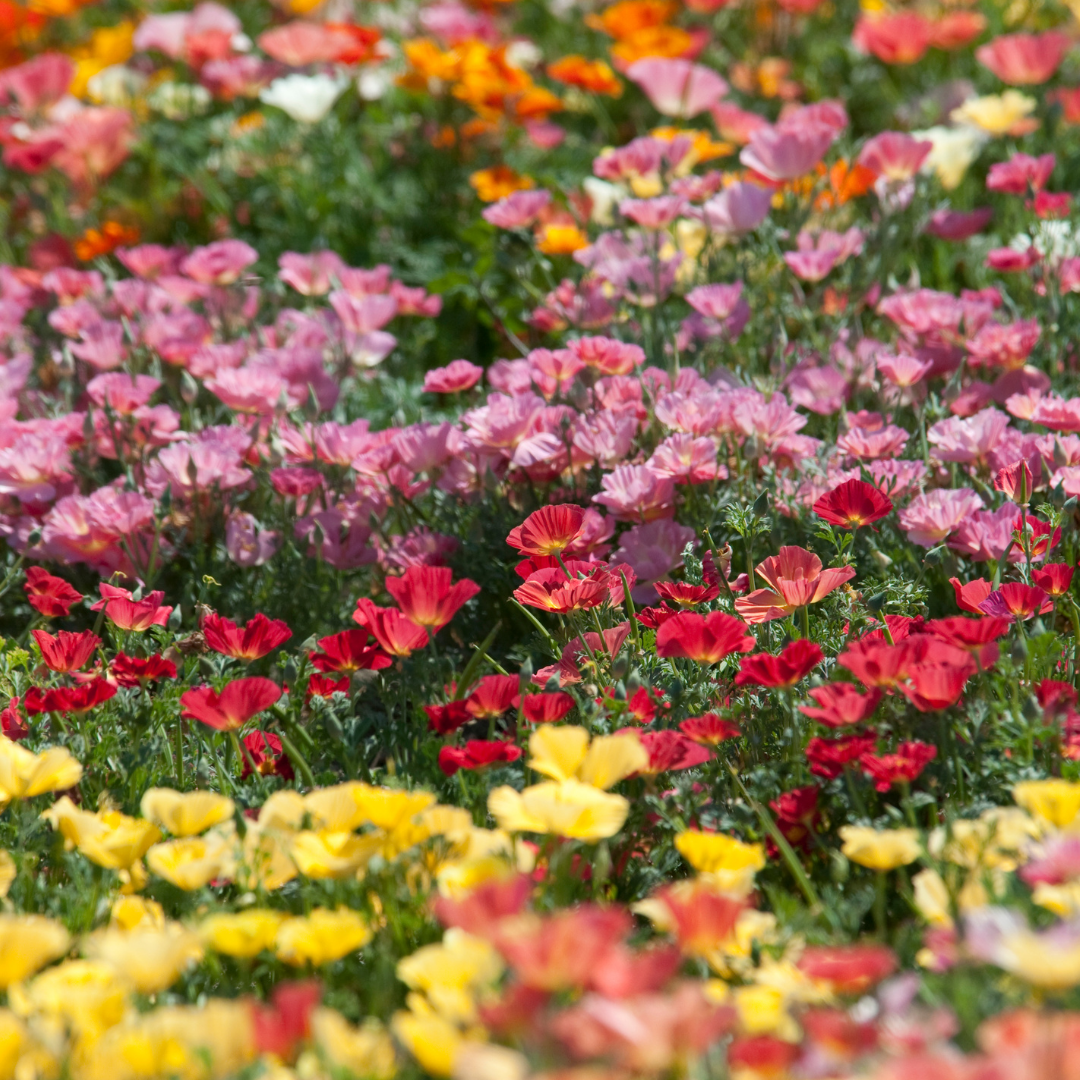 Sömntuta - Mission Bells