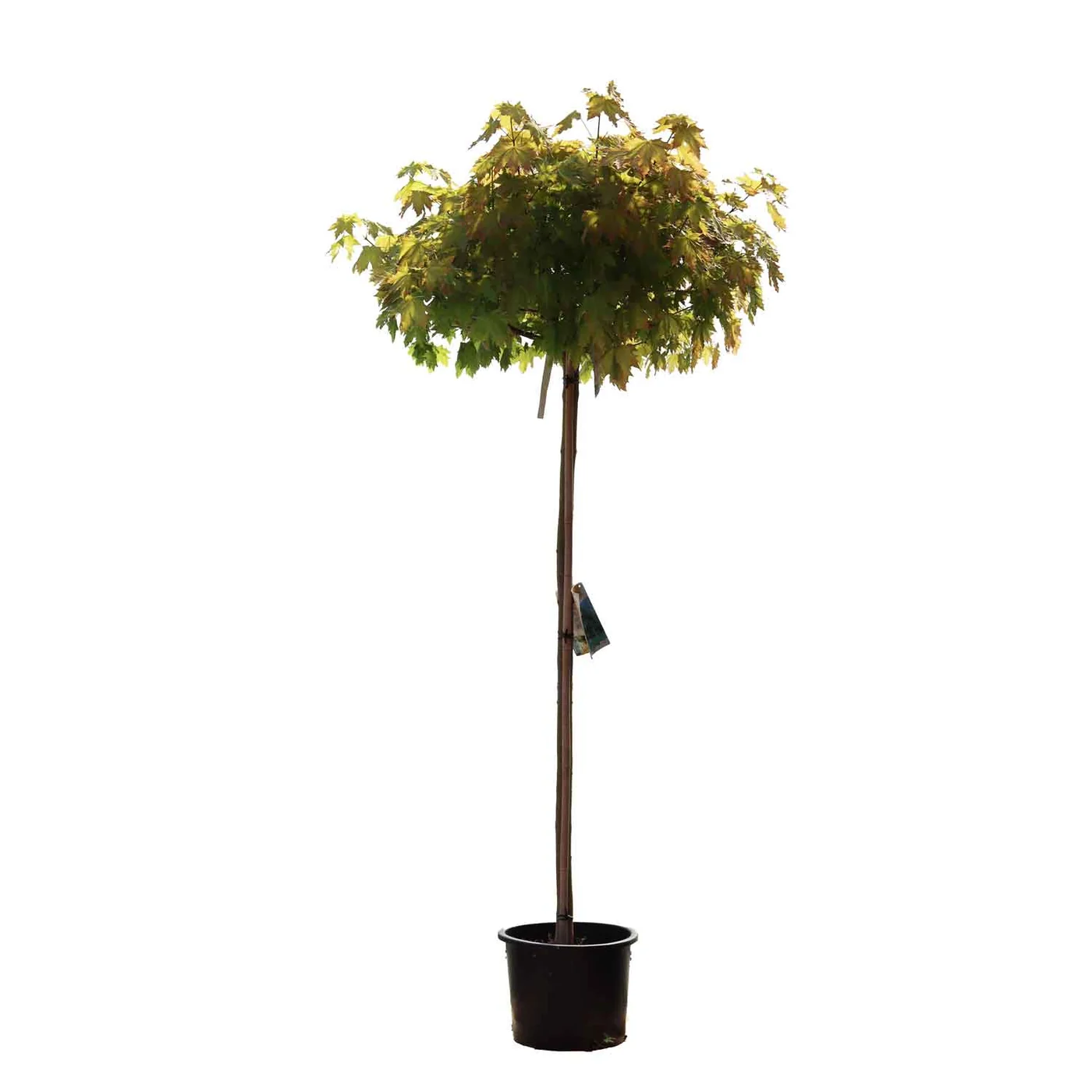 Acer campestre Nanum  Stamhöjd 150 Co - 4