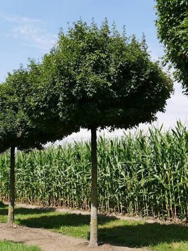 Acer campestre Nanum  Stamhöjd 150 Co - 2